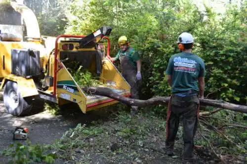 tree services Olive Branch